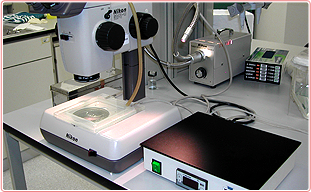 Dissection microscope